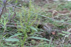 Rumex dentatus